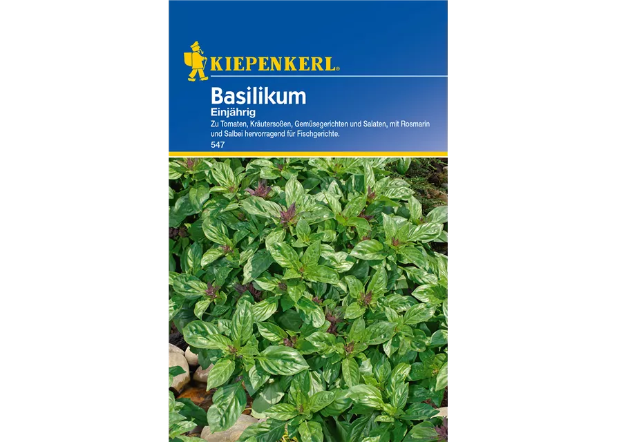 Garten-Basilikum 'Feinblättriges Grünes'
