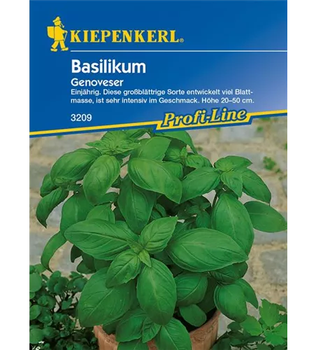 Garten-Basilikum 'Genoveser'