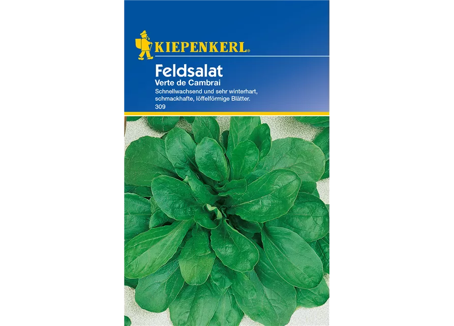 Feldsalat 'Verte de Cambrai'