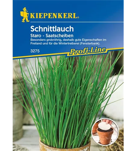 Schnittlauch 'Staro'