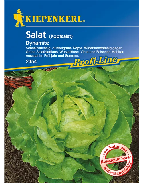 Kopfsalat 'Dynamite'