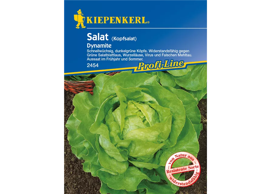 Kopfsalat 'Dynamite'