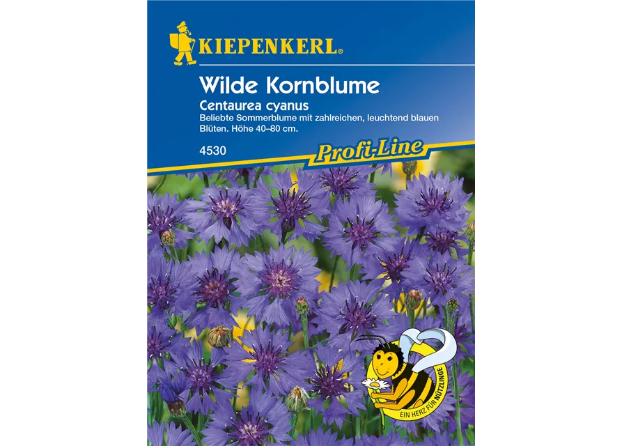 Kornblume
