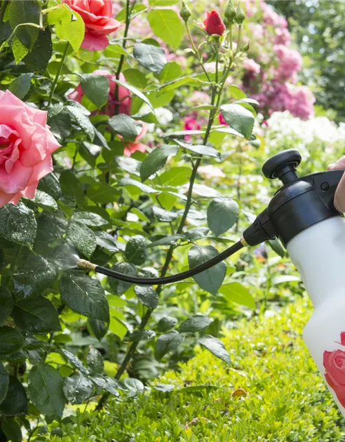 Birchmeier Druckspeichersprühgerät 'Rose Star 1.25' 1,25 l