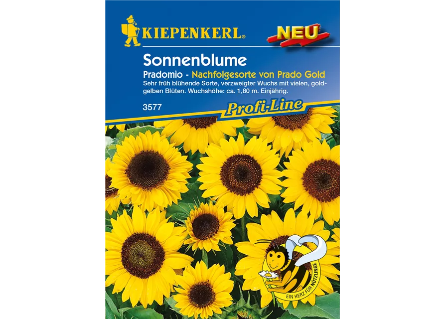 Sonnenblume 'Pradomio'