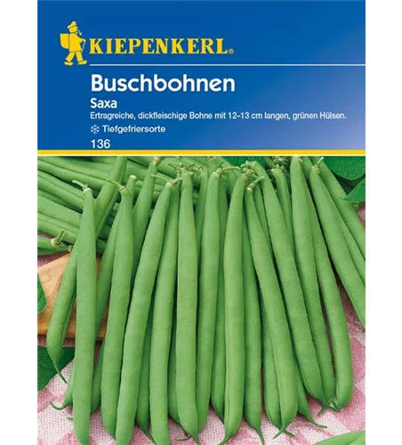Busch-Bohne 'Saxa'