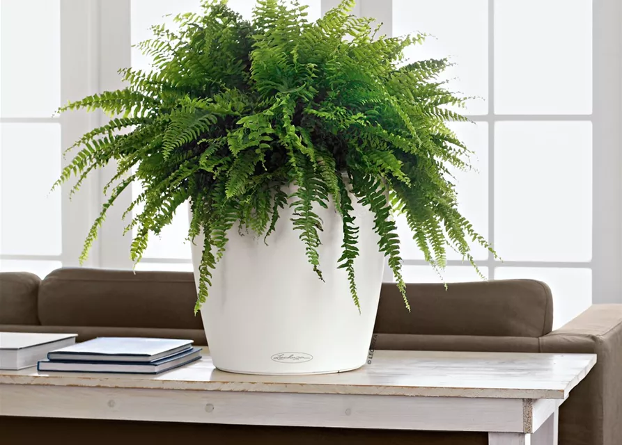 LECHUZA CLASSICO Color 35 