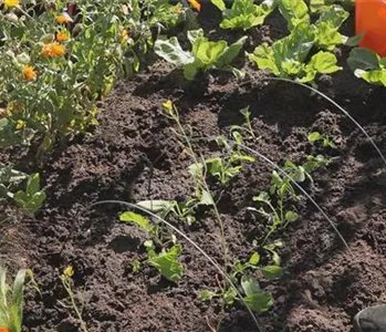 Radieschen - Aussaat und Aufzucht