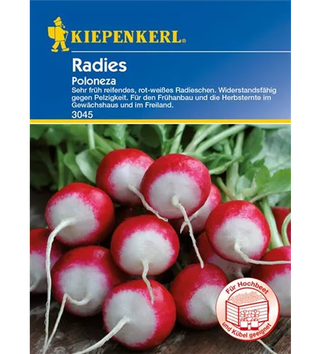 Radieschen 'Poloneza'