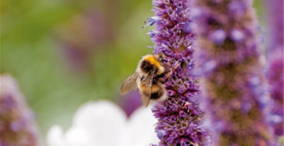 DAS GROSSE KRABBELN! 