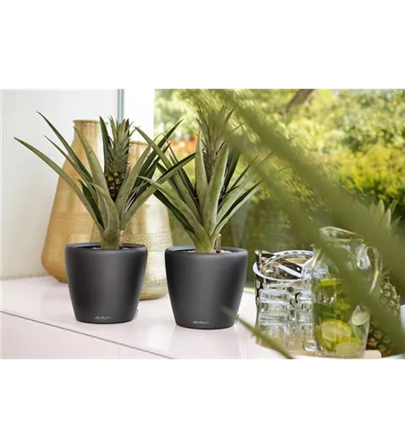 LECHUZA CLASSICO Premium LS 35 