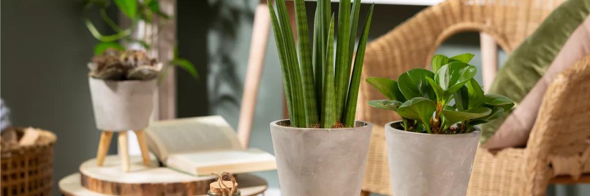Sansevieria cylindrica