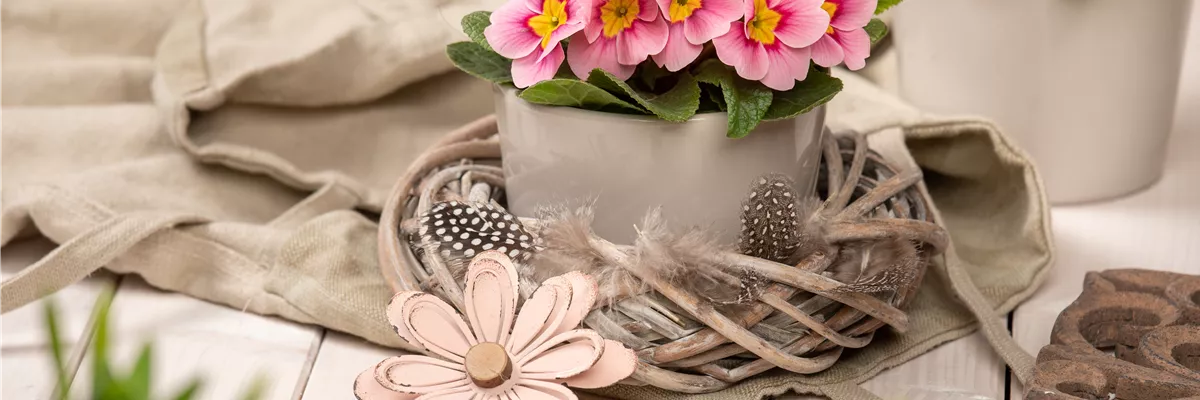 Frühblüher - Primeln im Ambiente