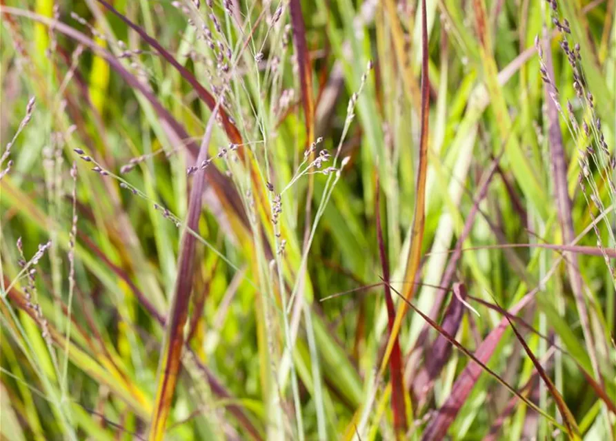 Garten-Blutgras 'Red Baron'