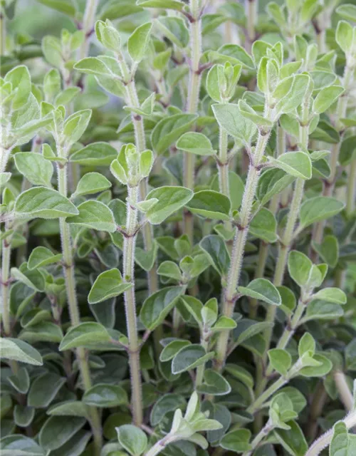 Oregano