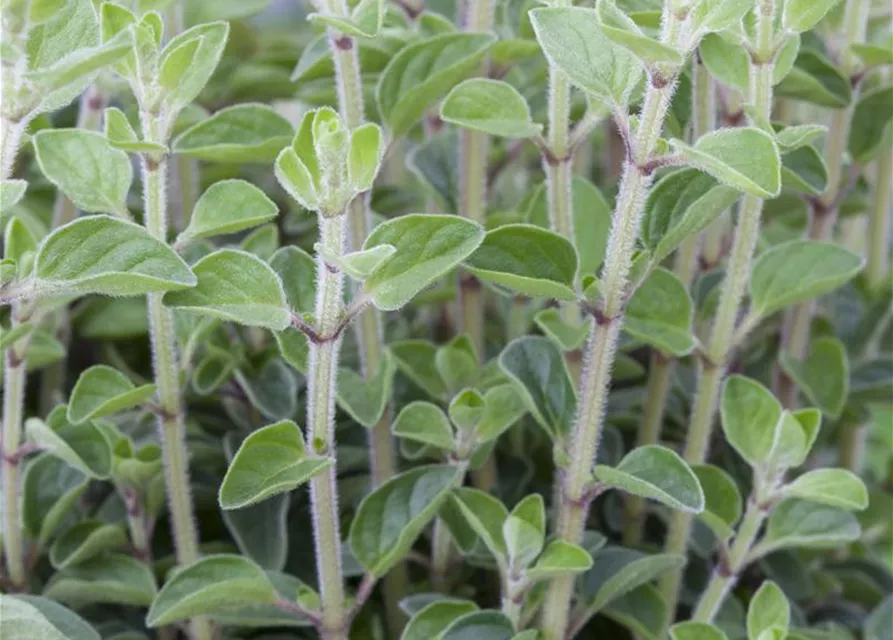 Oregano