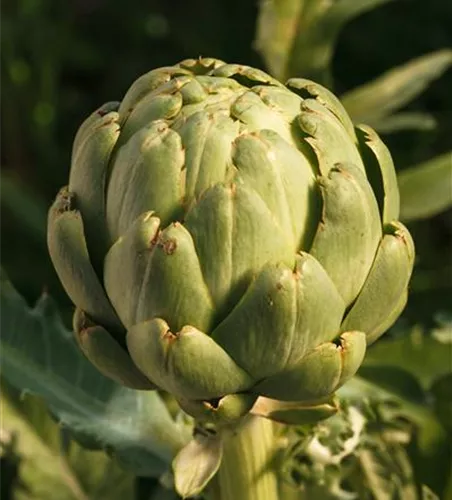 Gemüse-Artischocke 'Imperial Star'