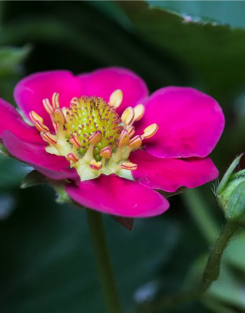 Erdbeere 'Fragoo® Toscana'