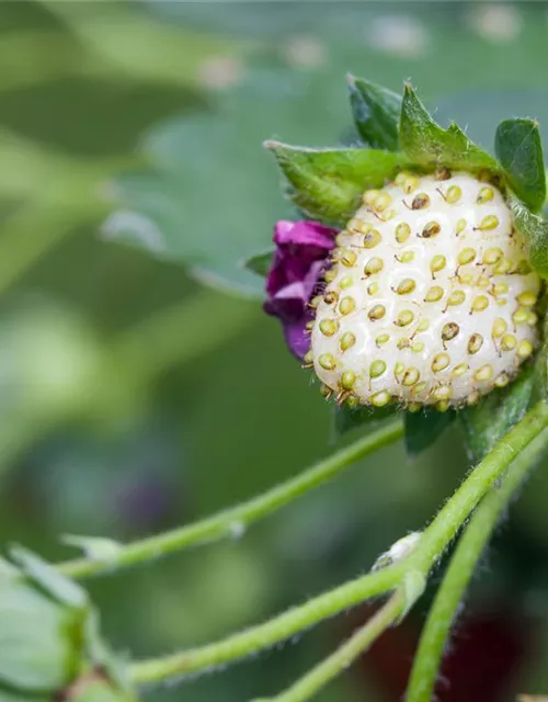 Erdbeere 'Fragoo® Toscana'