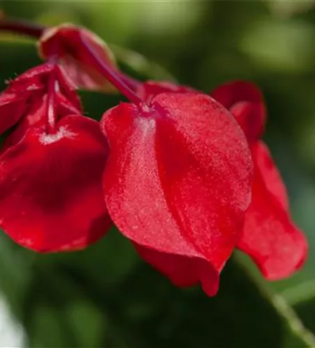 Drachenflügelbegonie 'Dragon Wing Red' Drachenflügelbegonie 'Dragon Wing Red'