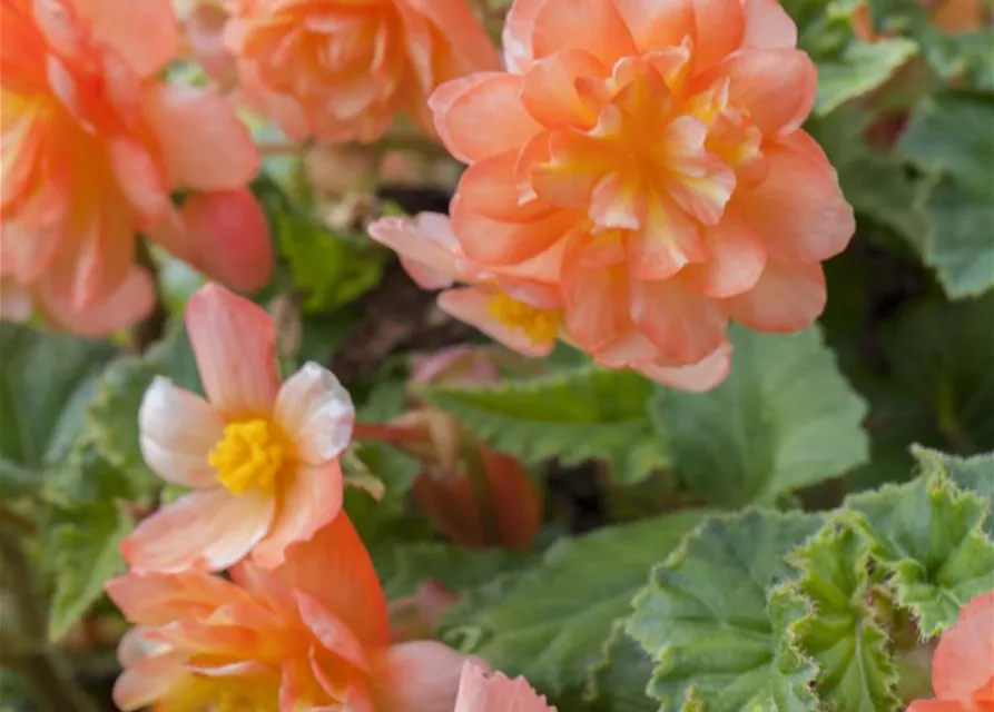 Girlanden-Begonie 'Illumination® Apricot'