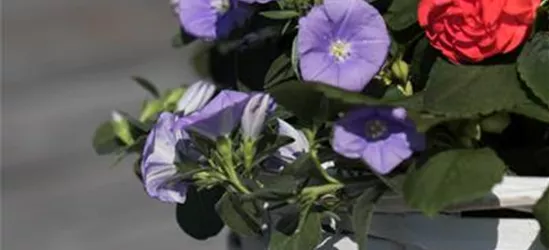 Zierwinde 'Manati® Deep Blue'