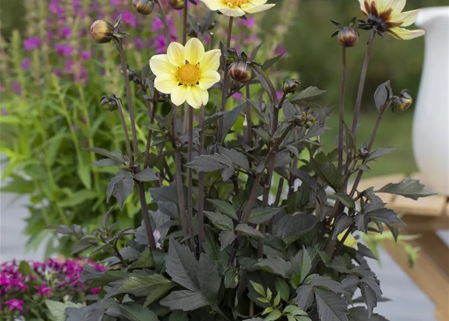 Einfach blühende Dahlie 'Happy Days Lemon'