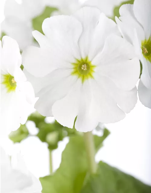 Frühlingsprimel 'Touch Me® White'