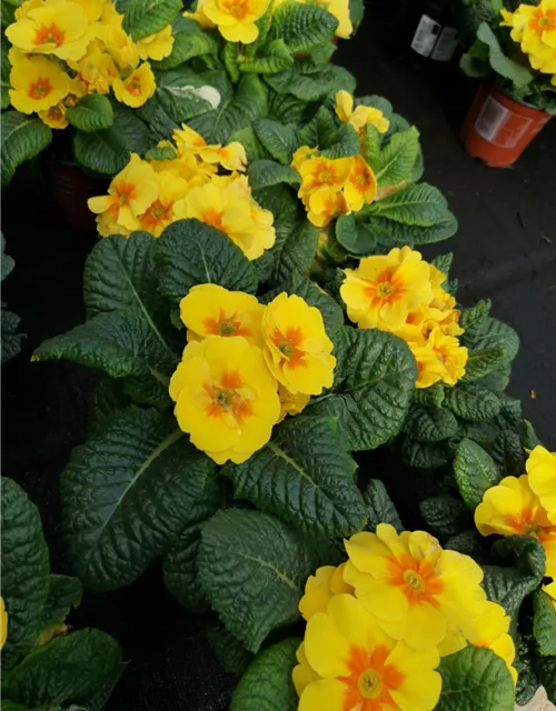 Primel in verschiedenen Farben