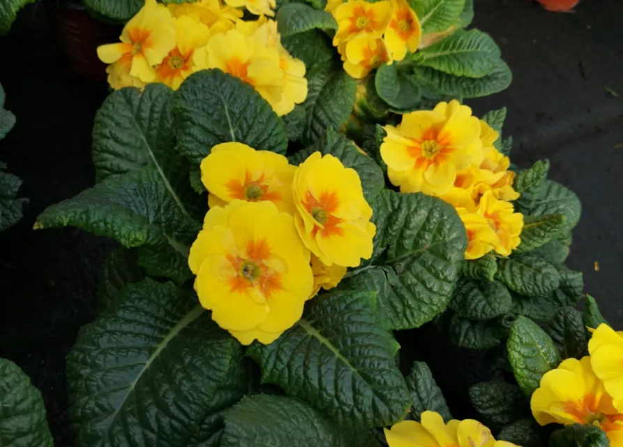 Primel in verschiedenen Farben