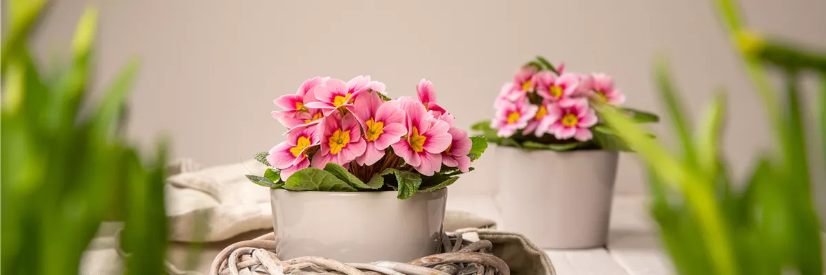 Frühblüher - Primeln im Ambiente