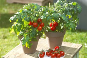 WIE GEHT... TOMATEN PFLEGEN?