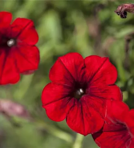 Petunie 'SURFINIA'® Petunie 'SURFINIA'®
