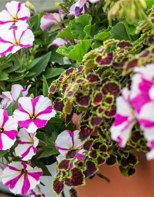 Petunie 'Surprise Pink Star'