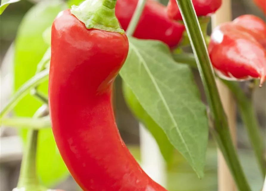 Türkische Paprika 'Sumher'