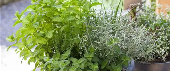 Mehr als nur aromatisch: Die gesunden Nährstoffe in Kräutern