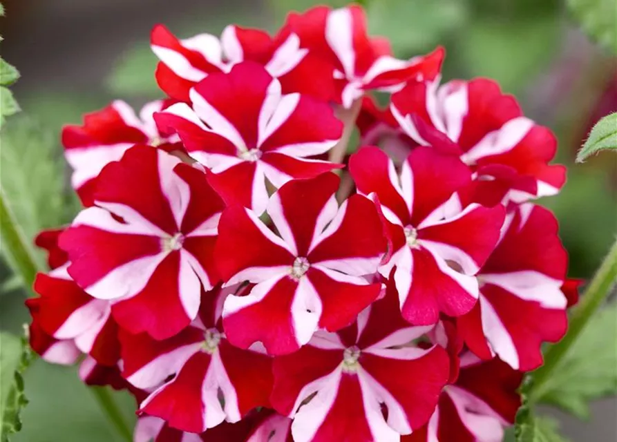 Hänge-Verbene Samira® 'Deep Red Star'