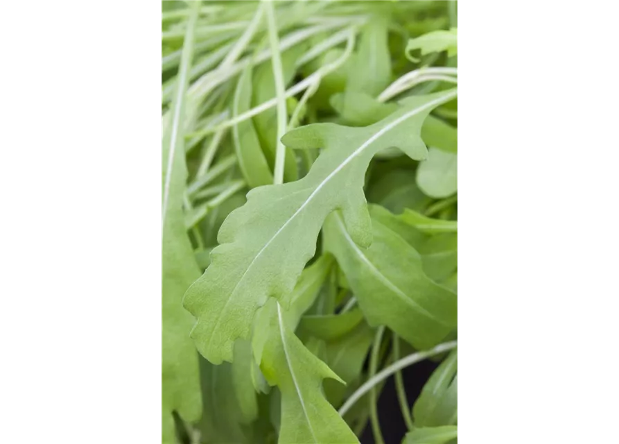Rucola