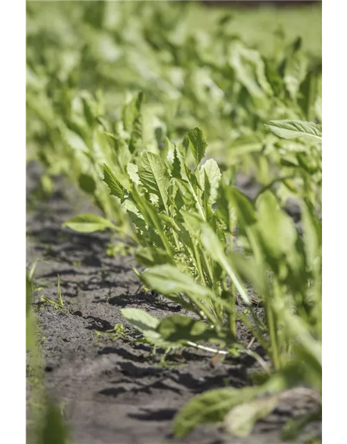 Rucola