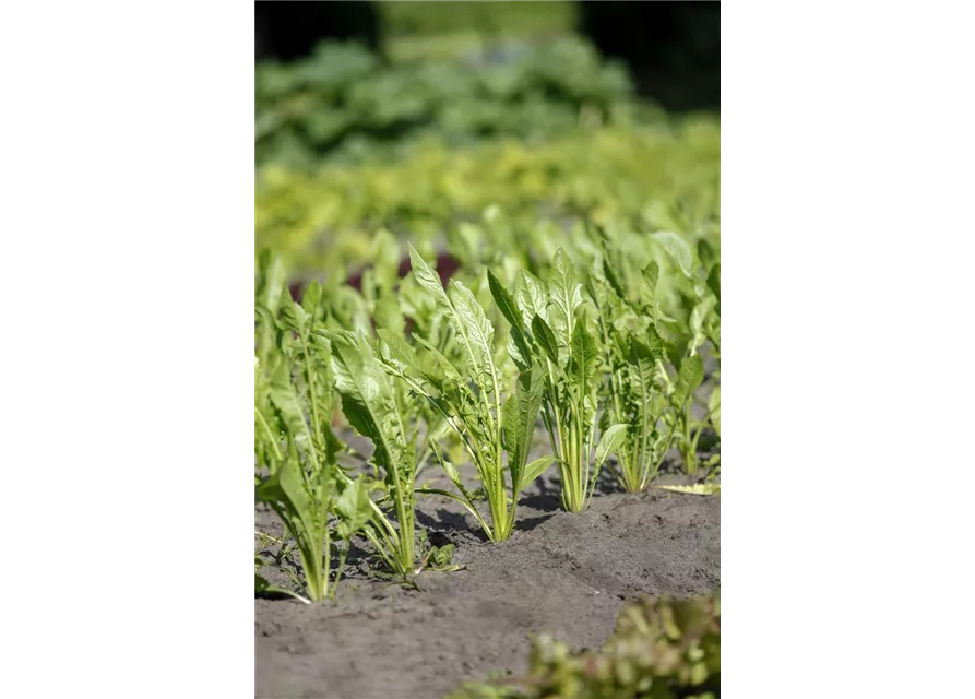 Rucola