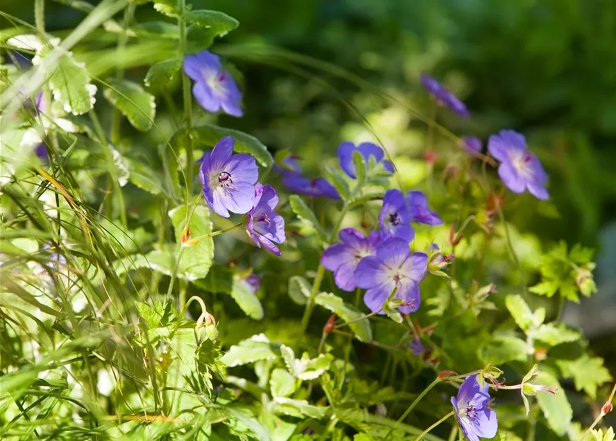 Storchschnabel 'Rozanne'®