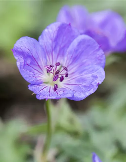 Storchschnabel 'Rozanne'®