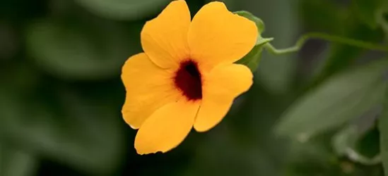 Schwarzäugige Susanne 'Sunny Susy'®