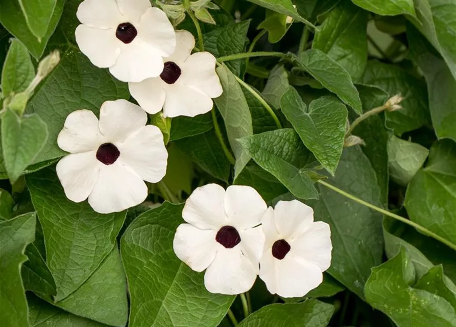 Schwarzäugige Susanne 'Sunny Susy'®