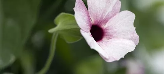 Schwarzäugige Susanne 'Sunny Susy® Rose Sensation'