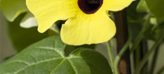 Schwarzäugige Susanne 'Sunny Susy® Yellow Dark Eye'