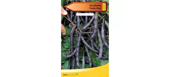 Buschbohne 'Purple King'