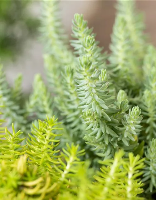 Sedum-Mix 'Elegans & Winter Lemon'