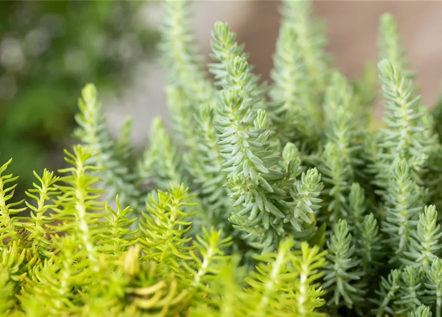 Sedum-Mix 'Elegans & Winter Lemon'
