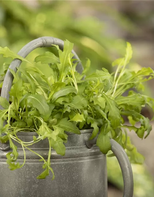 Rucola